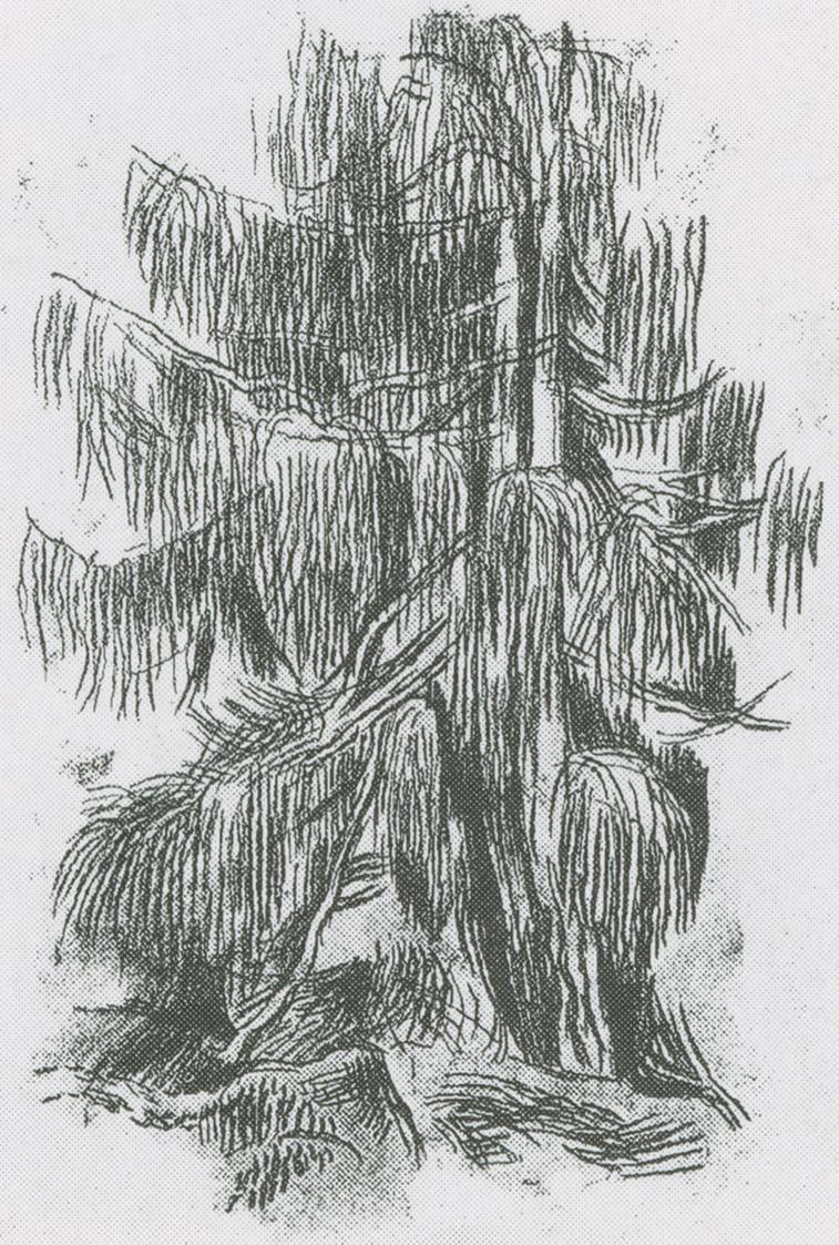 Alfred Wickenburg, Gebirgslärche auf der Koralpe, 1941, Kreide auf Papier, Verbleib unbekannt