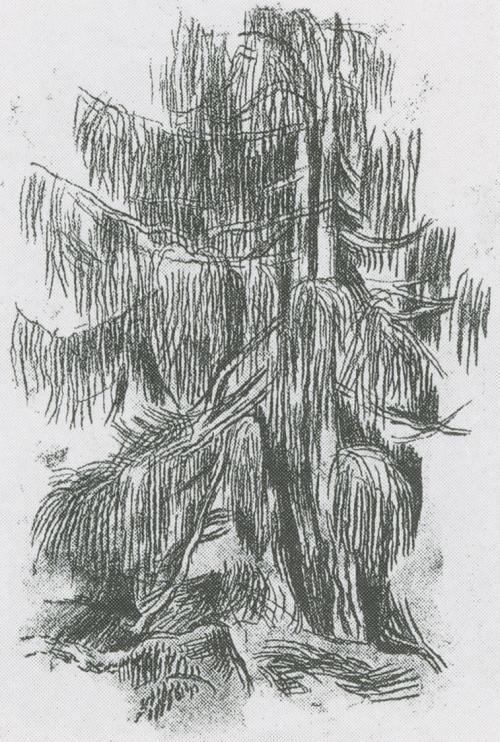 Alfred Wickenburg, Gebirgslärche auf der Koralpe, 1941, Kreide auf Papier, Verbleib unbekannt