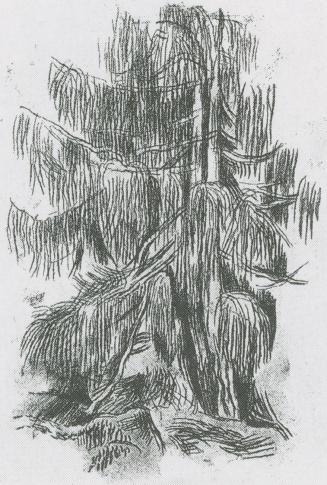 Alfred Wickenburg, Gebirgslärche auf der Koralpe, 1941, Kreide auf Papier, Verbleib unbekannt