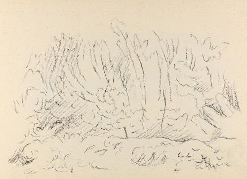 Alfred Wickenburg, Pflanzen, um 1955, Kohle auf Papier, Blattmaße: 21 × 29,5 cm, Privatbesitz