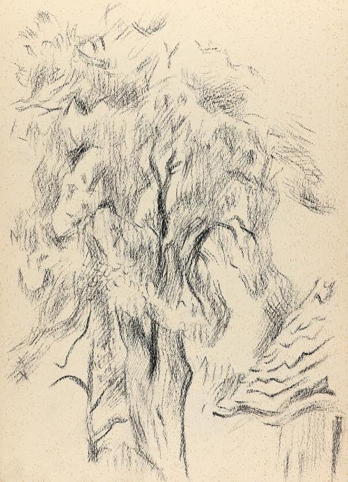 Alfred Wickenburg, Baumstudie, um 1955, Kohle auf Papier, Blattmaße: 29,5 × 21 cm, Privatbesitz