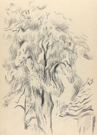 Alfred Wickenburg, Baumstudie, um 1955, Kohle auf Papier, Blattmaße: 29,5 × 21 cm, Privatbesitz