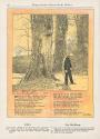Koloman Moser, Illustration "Elegie" von Ernst Eckstein, 1896, Buchdruck in Farbe, Blattmaße: 2 ...