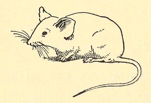 Koloman Moser, Illustration "Nimm dich in Acht", 1913, Buchdruck, Blattmaße: 20,6 × 13,6 cm, Ös ...