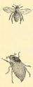 Koloman Moser, Illustrationen "Die Biene" und „Der Maikäfer“, 1913, Buchdruck, Blattmaße: 20,6  ...