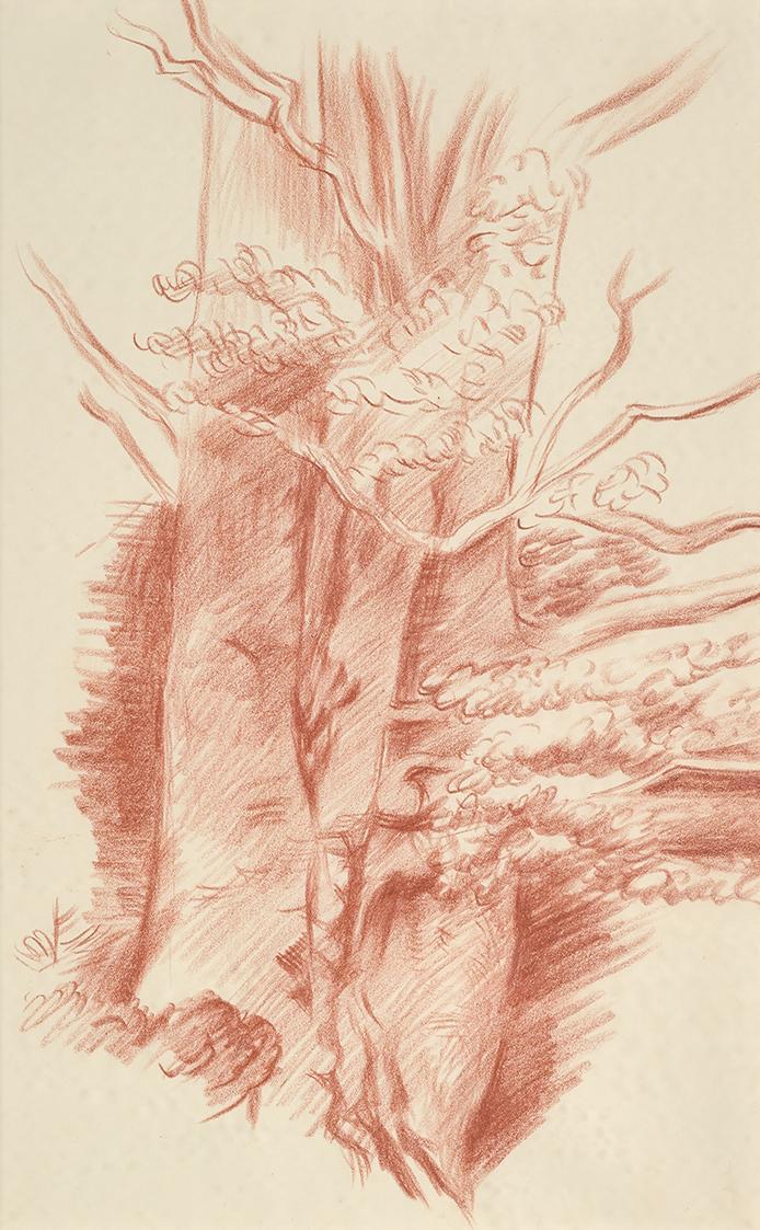 Alfred Wickenburg, Baumstamm, 1938/1940, Rötel auf Papier, Blattmaße: 40 x 24,7 cm, Leihgabe au ...