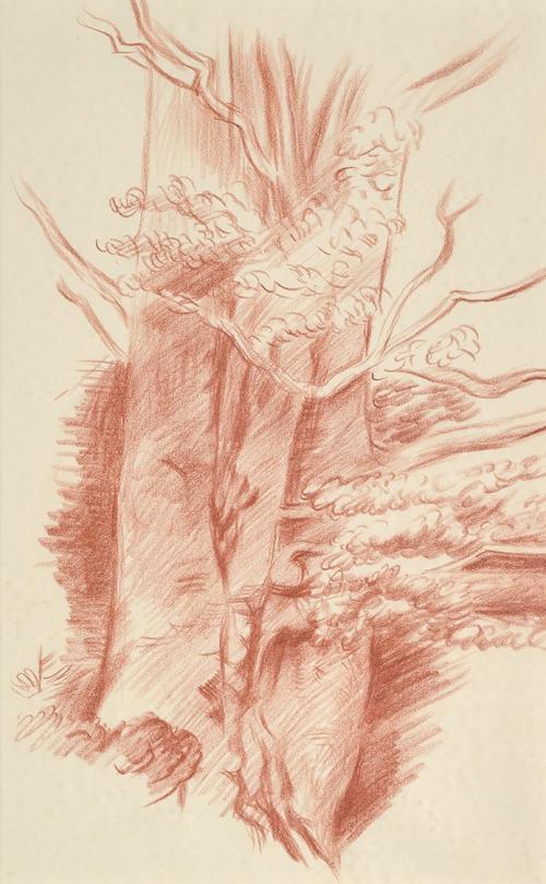 Alfred Wickenburg, Baumstamm, 1938/1940, Rötel auf Papier, Blattmaße: 40 x 24,7 cm, Leihgabe au ...