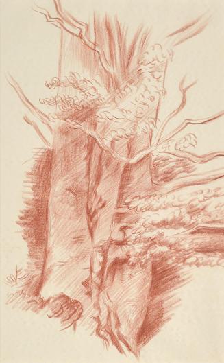 Alfred Wickenburg, Baumstamm, 1938/1940, Rötel auf Papier, Blattmaße: 40 x 24,7 cm, Leihgabe au ...