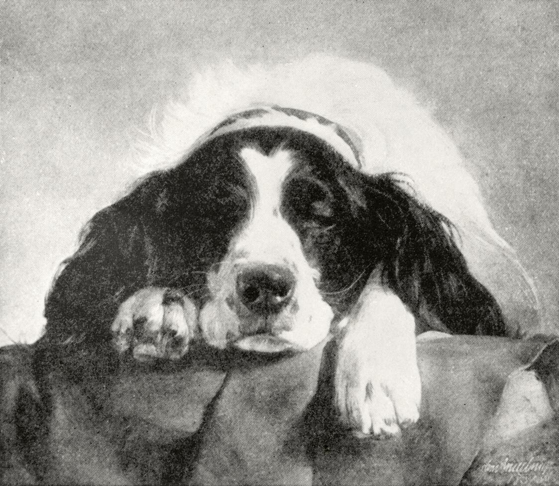 Friedrich von Amerling, Amerlings Hund Neptun en face, 1837, Öl auf Leinwand, 35 × 40 cm, Unbek ...